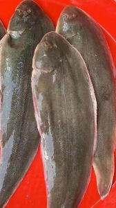 龙利鱼是深海鱼吗_鲜嫩营养龙利鱼，老人小孩都爱吃