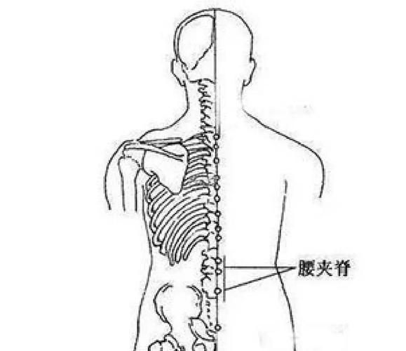 腰的准确位置示意图_区分肋骨肌肉与肾脏问题