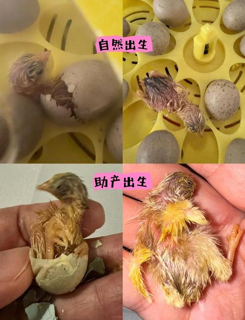 刚出生的小鸡仔有毛吗_小鸡初生自带毛，保温保湿是关键