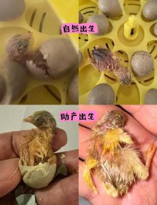 刚出生的小鸡仔有毛吗_小鸡初生自带毛，保温保湿是关键