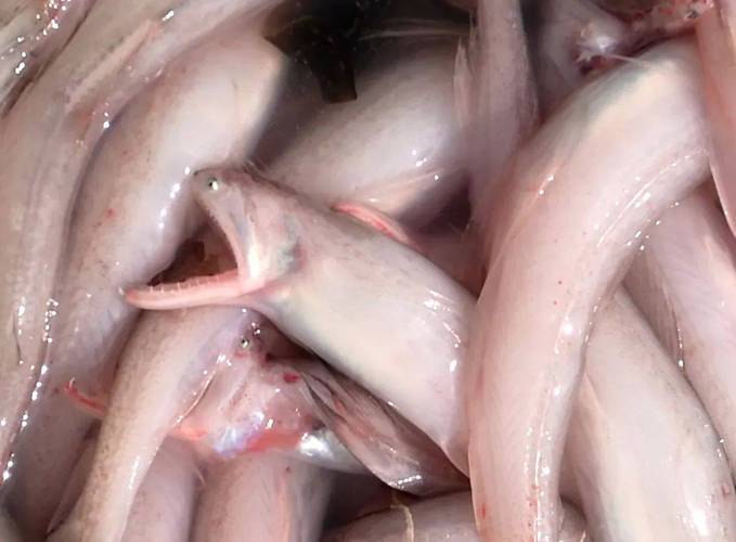 虾潺是深海鱼吗_鲜嫩虾潺，营养美味，适合全家！