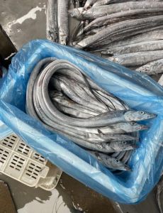 带鱼算深海鱼吗_带鱼浅海常见物，肉质鲜嫩价不高