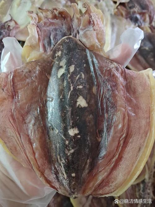 墨鱼乌贼是一种东西吗_乌贼墨鱼怎么选?做法营养大不同 墨鱼乌贼是一种东西吗_乌贼墨鱼怎么选?做法营养大不同