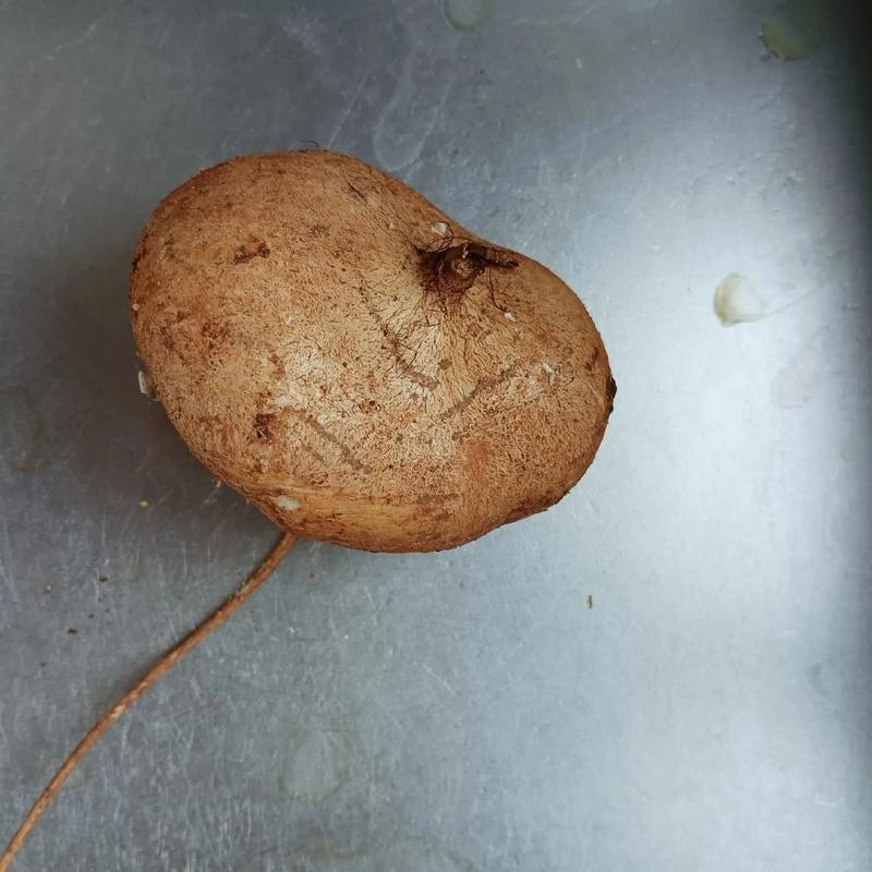 地瓜的俗名叫什么_红薯甘薯红苕等，各有特色！