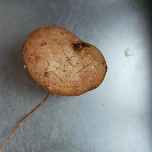 地瓜的俗名叫什么_红薯甘薯红苕等，各有特色！