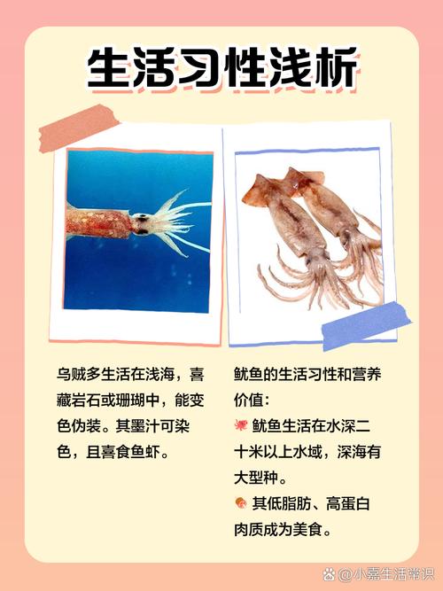 墨鱼和鱿鱼都叫乌贼吗_墨鱼鱿鱼章鱼有啥区别? 墨鱼和鱿鱼都叫乌贼吗_墨鱼鱿鱼章鱼有啥区别?