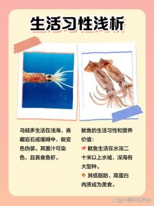 墨鱼和鱿鱼都叫乌贼吗_墨鱼鱿鱼章鱼有啥区别？