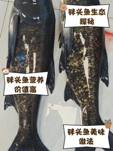 胖头和花鲢是一种鱼吗_同种鱼，外形不同