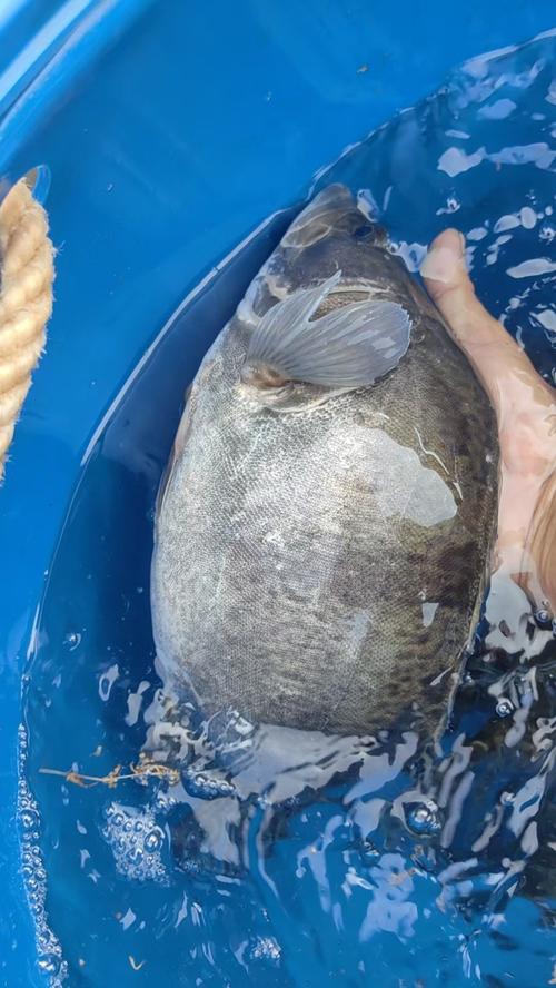 桂花鱼桂鱼是一种吗_桂花鱼就是鳜鱼，无刺鲜美，高档食材