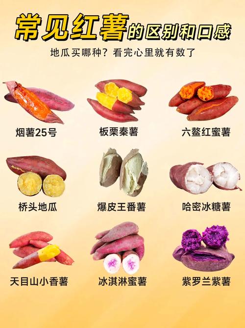 红薯又叫地瓜吗为什么_红薯地瓜有区别?口感营养各不同 红薯又叫地瓜吗为什么_红薯地瓜有区别?口感营养各不同