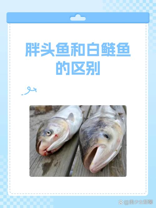 花鲢和鳙鱼是一种吗_鲢鳙一鱼两样名，混养互补好选择