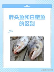 花鲢和鳙鱼是一种吗_鲢鳙一鱼两样名，混养互补好选择
