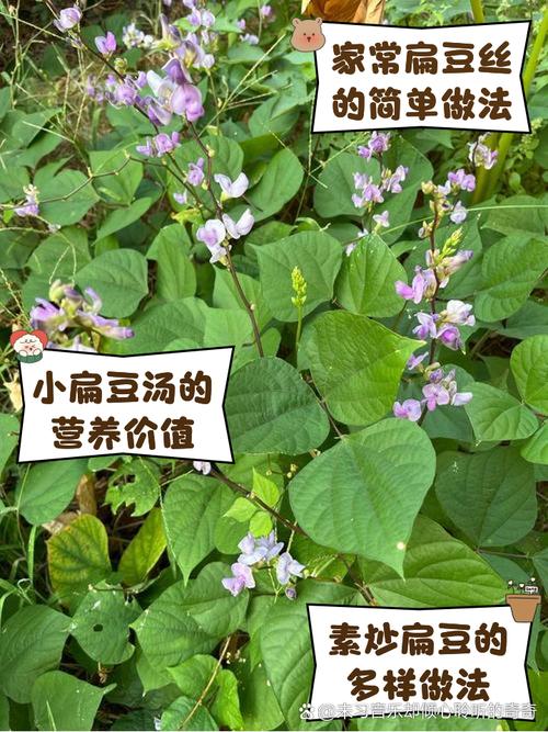 扁豆的种植方法图解_选土育苗到收获