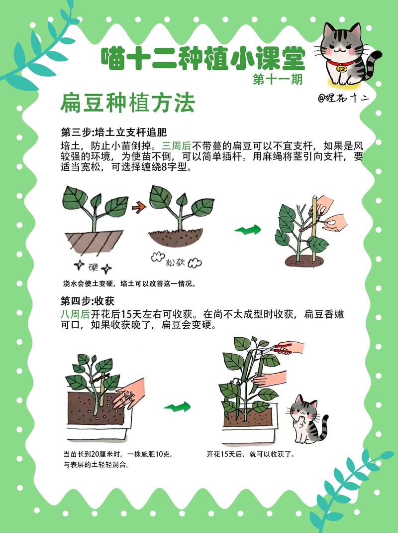 扁豆的种植方法图解_选土育苗到收获