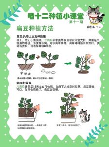 扁豆的种植方法图解_选土育苗到收获