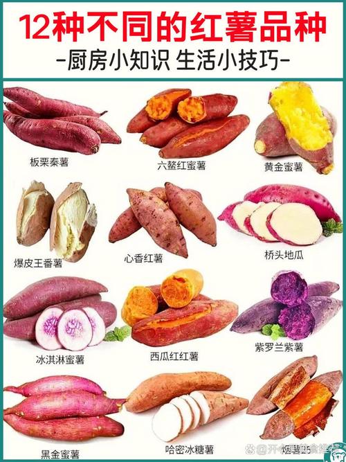 地瓜与红薯是一个品种吗_红薯地瓜有区别，口感营养各不同