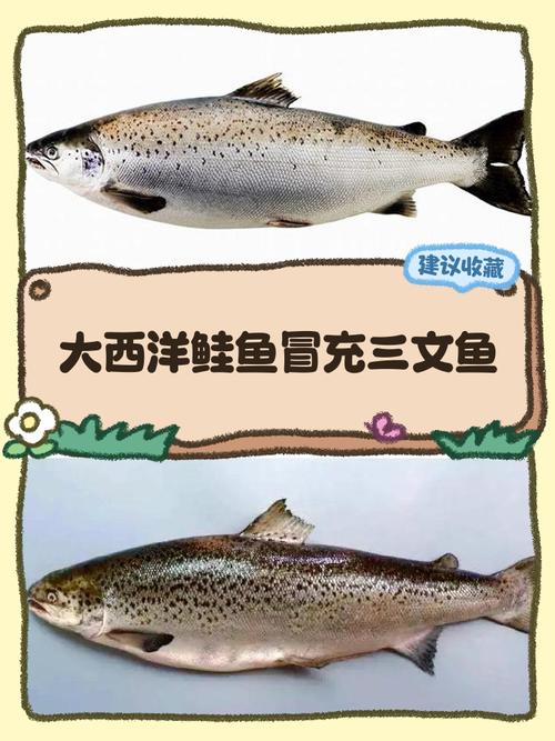 鲑鱼和三文鱼是一种鱼吗_鲑鱼和三文鱼有什么区别？