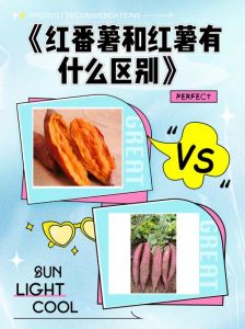 红薯与地瓜有何区别_红薯地瓜有区别，口感营养各不同