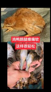 小鸡瘫软无力站不起来怎么办_小鸡站不起来？查营养和环境！