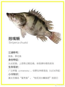 鳜鱼就是桂鱼吗_鳜鱼和桂鱼是同一种鱼