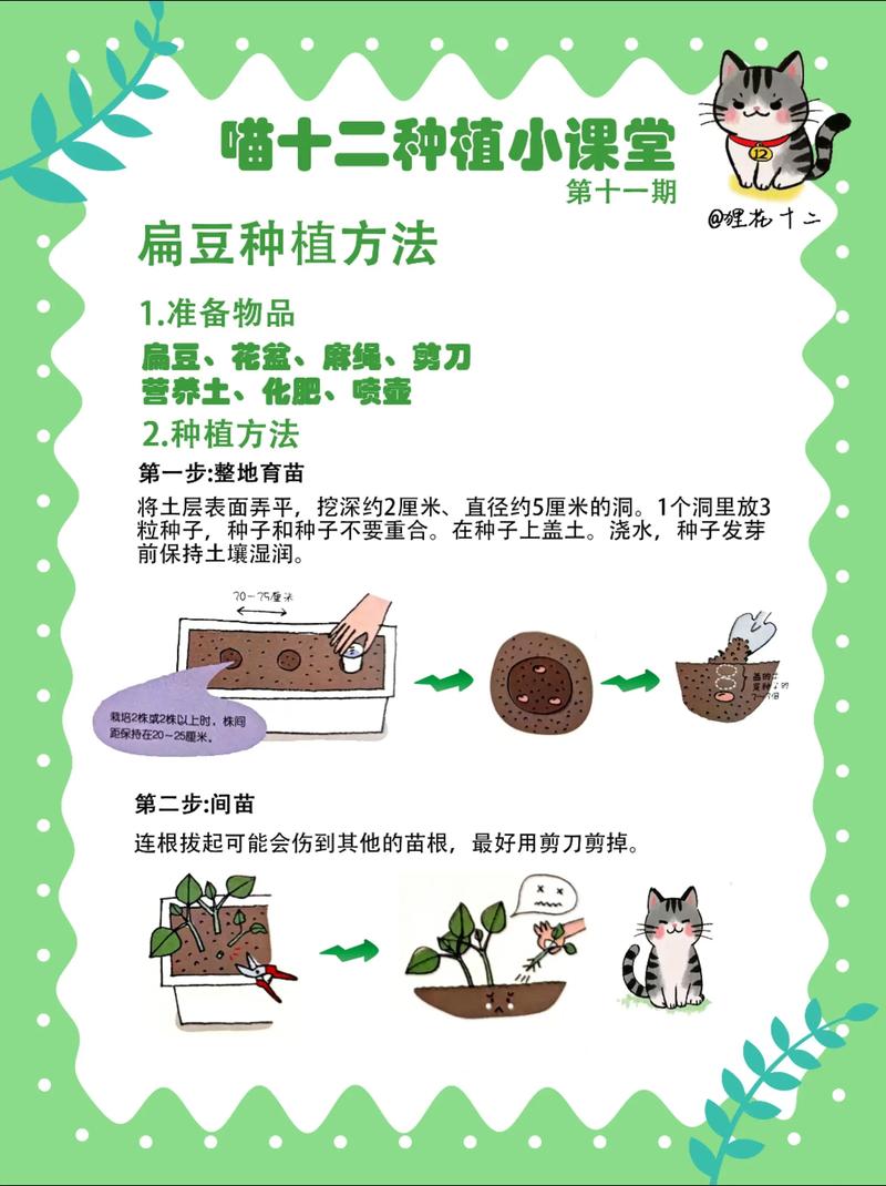 扁豆的种植方法图解_选土育苗到收获