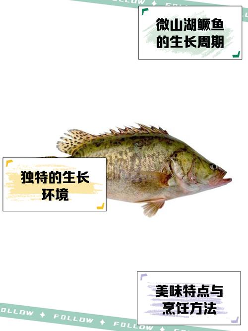鳜鱼俗称什么鱼_美味鳜鱼,刺少肉嫩 鳜鱼俗称什么鱼_美味鳜鱼,刺少肉嫩