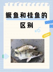 鳜鱼就是桂鱼吗为什么_鳜鱼和桂鱼是同一种鱼，肉质鲜美被誉为淡水鱼中的贵族