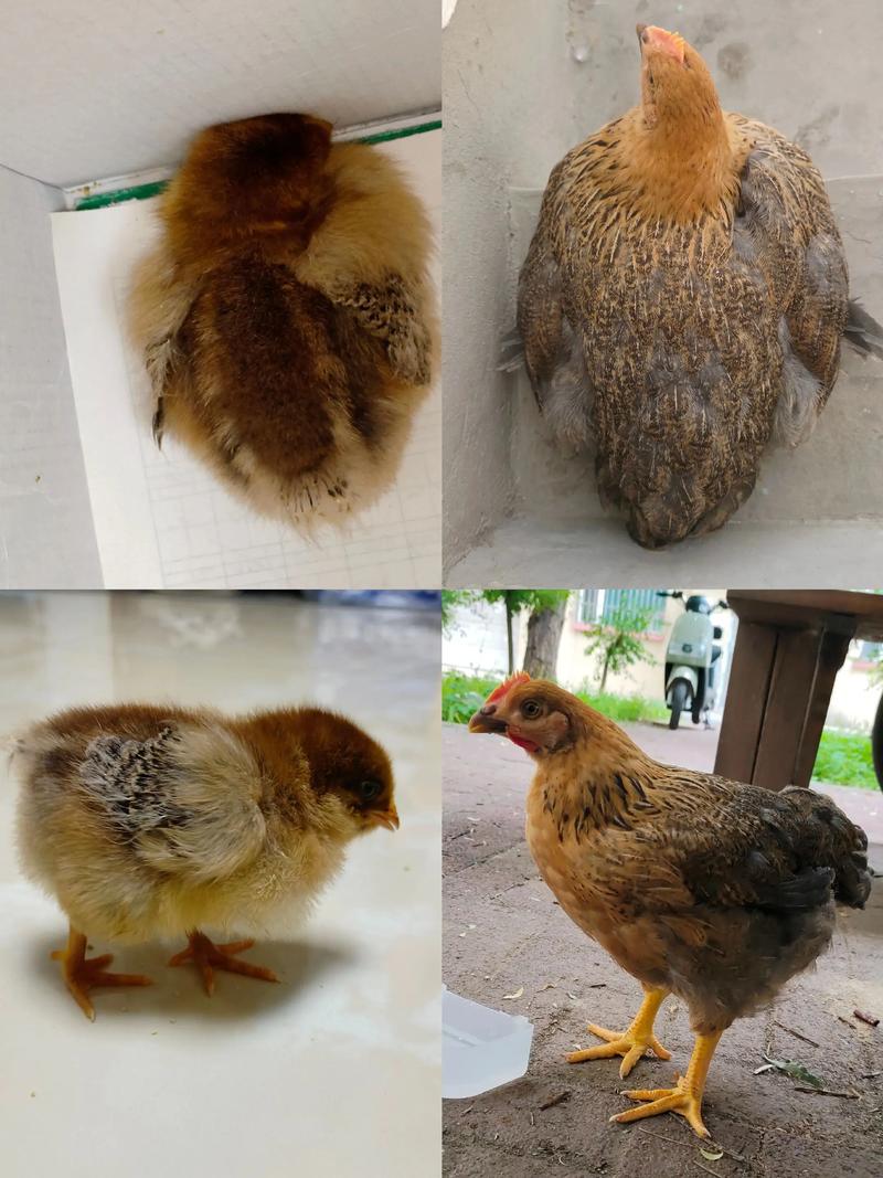 一斤重的小鸡有营养吗_童子鸡嫩滑高蛋白,老人小孩皆宜,炖汤滋补 一斤重的小鸡有营养吗_童子鸡嫩滑高蛋白,老人小孩皆宜,炖汤滋补