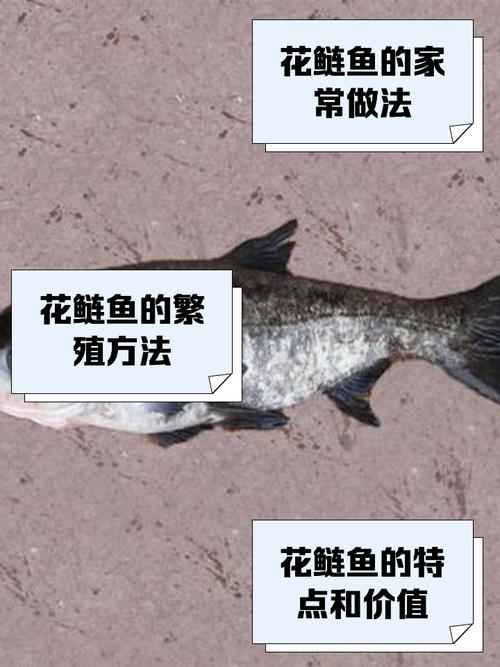 花鲢和鳙鱼是一种鱼吗_花鲢鱼，清道夫，鲜美可炖汤