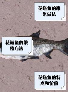 花鲢和鳙鱼是一种鱼吗_花鲢鱼，清道夫，鲜美可炖汤