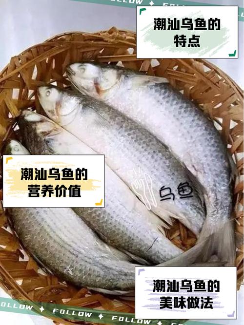 乌鱼和墨鱼是一种鱼吗_乌鱼与墨鱼的区别及美食烹饪