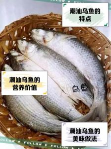 乌鱼和墨鱼是一种鱼吗_乌鱼与墨鱼的区别及美食烹饪