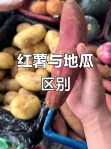 番薯和地瓜是一个东西吗_皮肉口感大不同