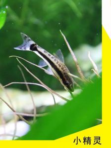 黑线飞狐是冷水鱼吗_黑线飞狐热水鱼，喜温耐养，好清理鱼缸