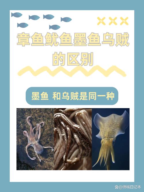 鱿鱼乌贼墨鱼是一种动物吗_海中精灵，智慧美味，亟待保护