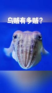 墨鱼和乌贼也是同一种生物吗_墨鱼乌贼不一样，外形习性烹饪都不同