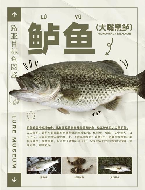 鲈鱼属于深海鱼吗_鲈鱼不是深海鱼,别被营销骗了 鲈鱼属于深海鱼吗_鲈鱼不是深海鱼,别被营销骗了