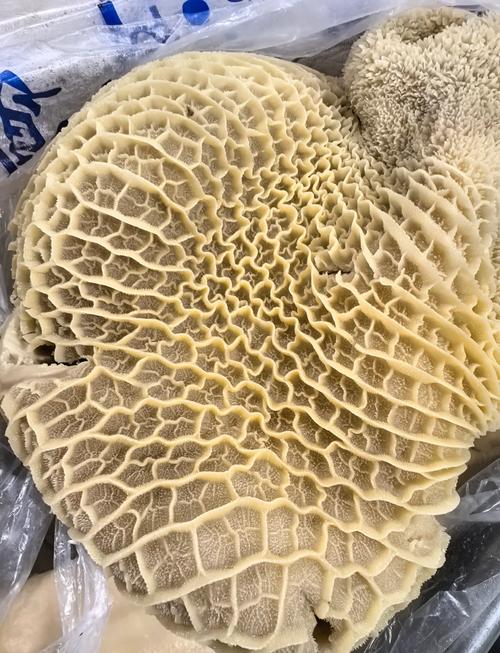 牛肚有白色的吗_黑白牛肚怎么选？口感营养看这里！