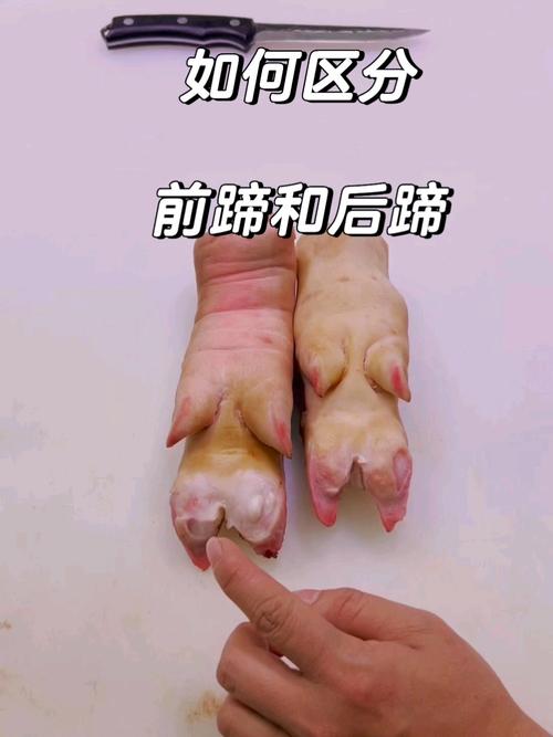 前后猪蹄分辨图图解_红烧炖汤选对猪蹄！