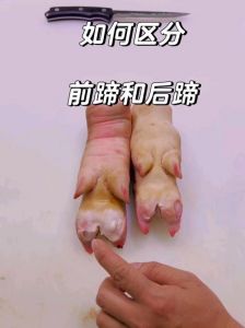 前后猪蹄分辨图图解_红烧炖汤选对猪蹄！