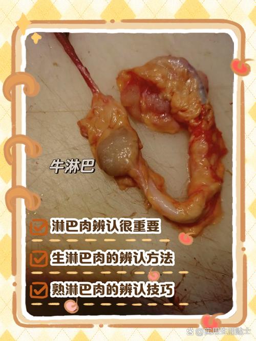 牛的淋巴结的位置图_牛淋巴结检疫与淋巴肉辨别