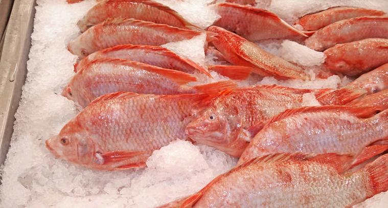 红色罗非鱼又叫什么鱼_多彩美味,市场新宠 红色罗非鱼又叫什么鱼_多彩美味,市场新宠