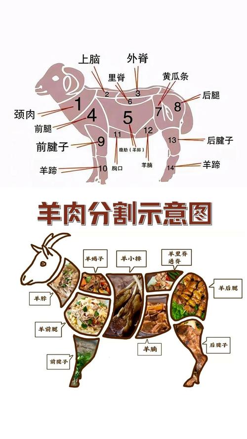 羊肉各部位分解图_羊肉部位不同，做法各异！