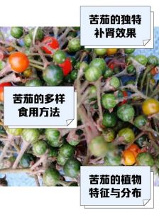 种的茄子为什么带苦_茄子苦？看环境火候储存！