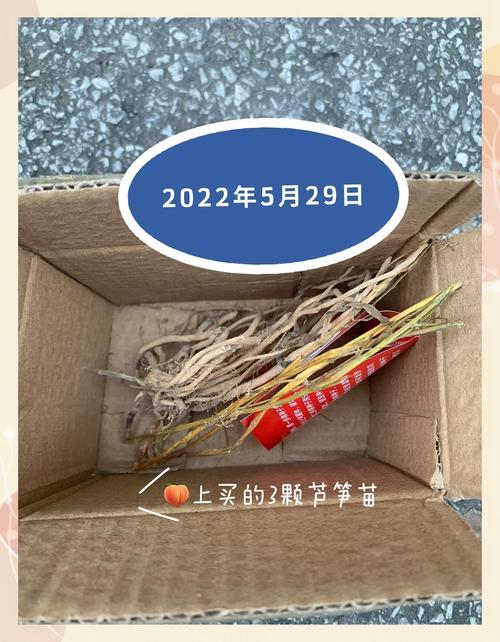 芦笋生长过程图解_春天吃芦笋,脆嫩营养! 芦笋生长过程图解_春天吃芦笋,脆嫩营养!