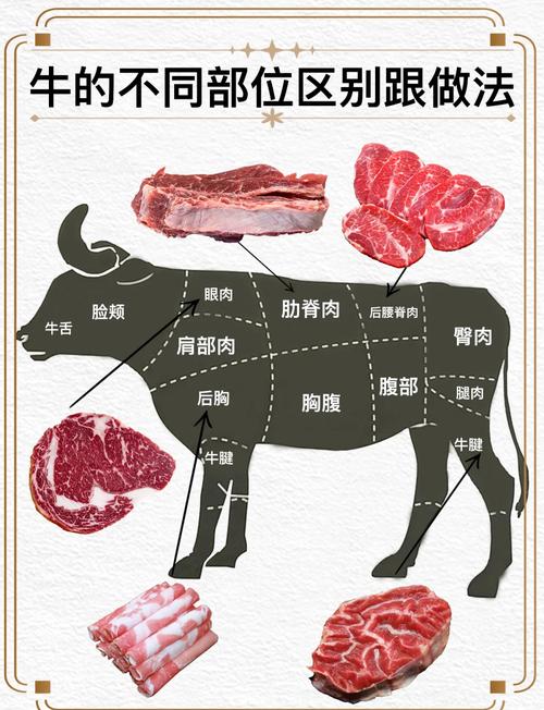 牛肉肥牛部位肉详细分解图_牛排西冷眼肉精选部位