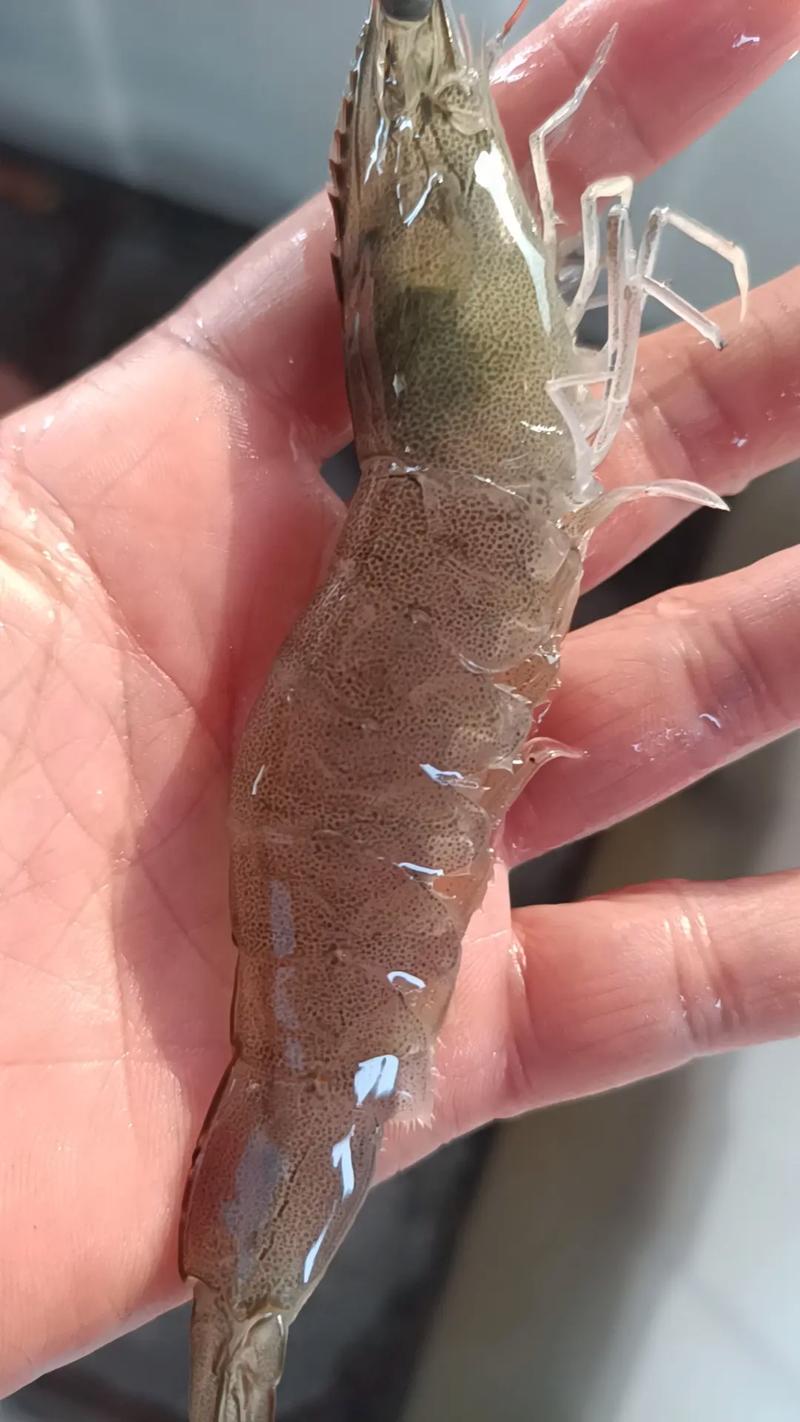 白虾就是白对虾吗_白虾与白对虾怎么区分？