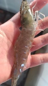 白虾就是白对虾吗_白虾与白对虾怎么区分？