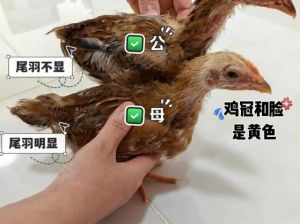 鸡仔跟仔鸡区别_鸡仔仔鸡有啥不同
