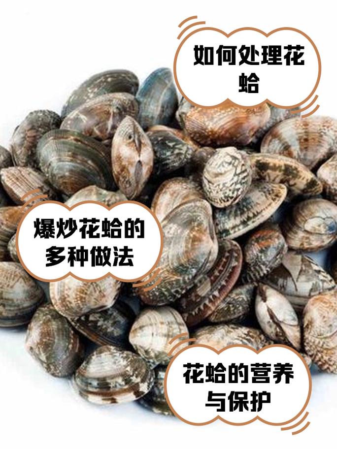 花甲扇贝蛤蜊生蚝有啥区别_花甲蛤蜊扇贝区别与做法 花甲扇贝蛤蜊生蚝有啥区别_花甲蛤蜊扇贝区别与做法